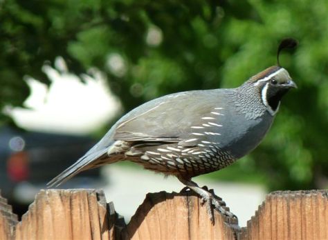 Quail: they love to forage in the vegetable garden and that's where they take their dirt baths.