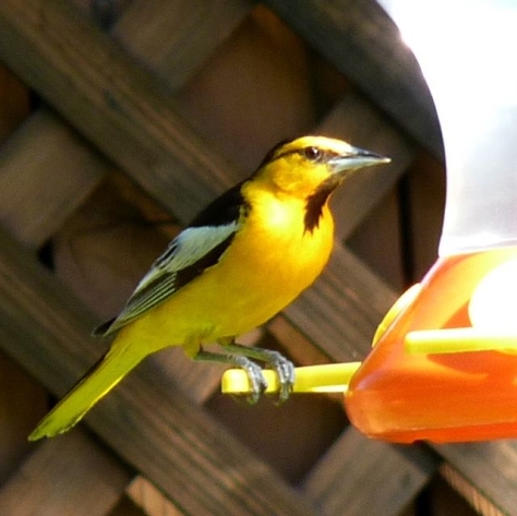 Bullock Oriole--they visit our feeder in Reno during the month of June.